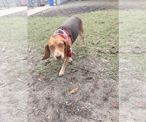 Medium Photo #11 Beagle Puppy For Sale in Tampa, FL, USA