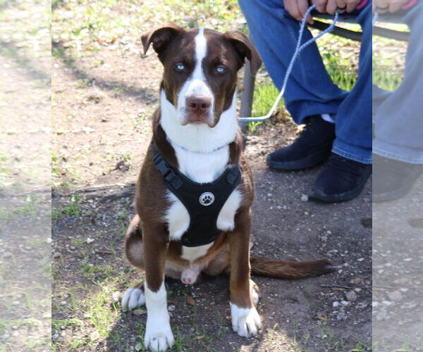 Medium Photo #1 Australian Shepherd-Unknown Mix Puppy For Sale in Bandera, TX, USA