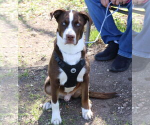 Australian Shepherd-Unknown Mix Dogs for adoption in Bandera, TX, USA