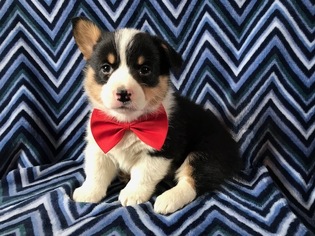 Pembroke Welsh Corgi Puppy for sale in NEW PROVIDENCE, PA, USA