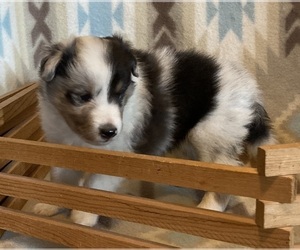 Shetland Sheepdog Puppy for sale in FORT MORGAN, CO, USA