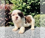 Puppy 3 Shih Tzu