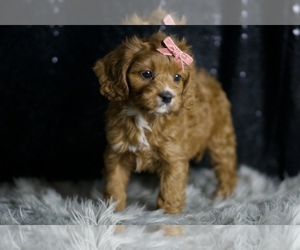 Medium Photo #107 Cavapoo Puppy For Sale in WARSAW, IN, USA