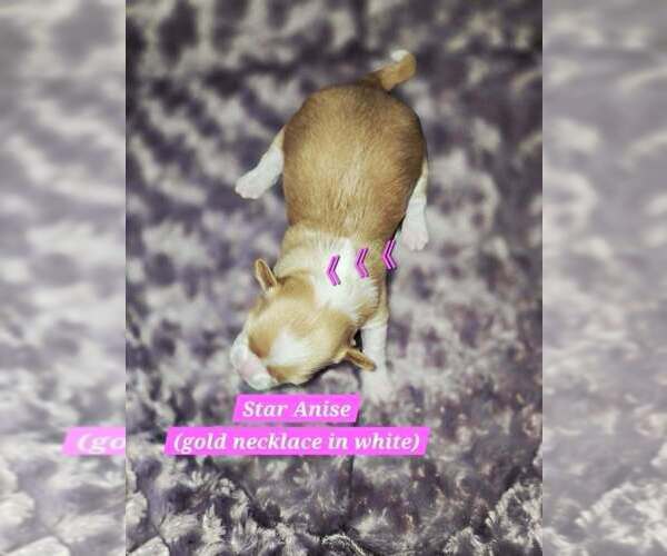 Medium Photo #2 Maltese-Unknown Mix Puppy For Sale in Plantation, FL, USA