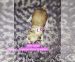 Small #1 Maltese Mix