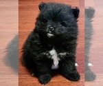 Small #6 Pomeranian