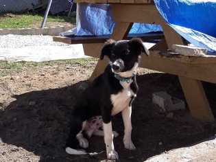 Australian Shepherd-Unknown Mix Puppy for sale in LEOMINSTER, MA, USA