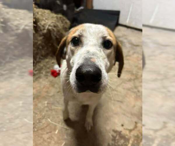 Medium Photo #4 Mutt Puppy For Sale in Abbeville, LA, USA