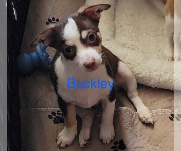 Medium Photo #3 Chihuahua-Unknown Mix Puppy For Sale in Pacolet, SC, USA