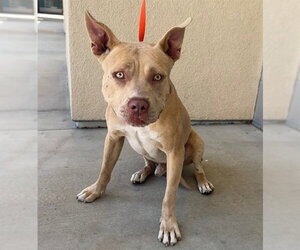 Mutt Dogs for adoption in Riverside, CA, USA