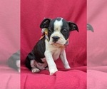 Small Photo #6 Boston Terrier Puppy For Sale in NARVON, PA, USA