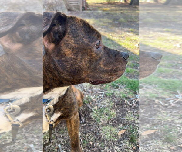 Medium Photo #2 American Pit Bull Terrier-Australian Shepherd Mix Puppy For Sale in Albemarle, NC, USA