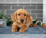 Puppy Georgie Golden Retriever