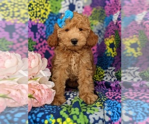 Cock-A-Poo-Poodle (Miniature) Mix Puppy for sale in KIRKWOOD, PA, USA