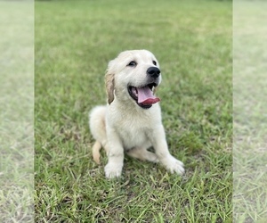 English Cream Golden Retriever Puppy for sale in BUSHNELL, FL, USA