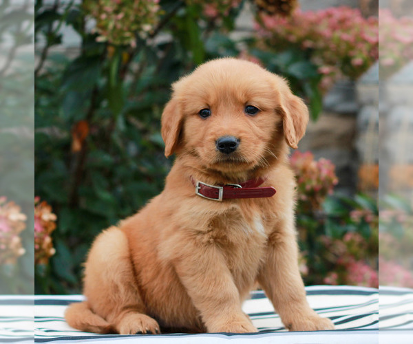 Medium Photo #2 Golden Retriever Puppy For Sale in LITITZ, PA, USA