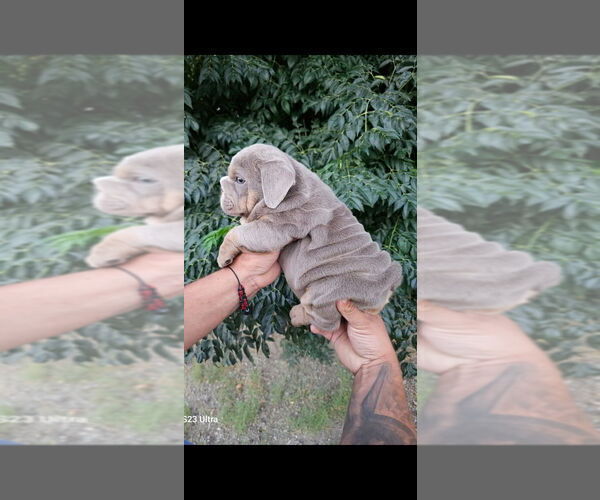 Medium Photo #2 English Bulldog Puppy For Sale in SAN JOSE, CA, USA