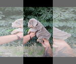Small #1 English Bulldog
