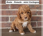 Small #1 Cockapoo (Miniature)