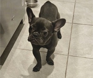 French Bulldog Puppy for sale in MIAMI, FL, USA