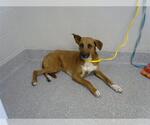 Small Labrador Retriever