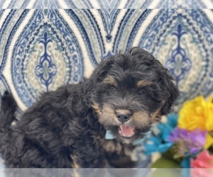 Bernedoodle Puppy for sale in LANCASTER, PA, USA