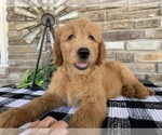 Puppy 8 Goldendoodle