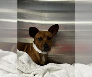 Chiweenie Dogs for adoption in Fort Lauderdale, FL, USA