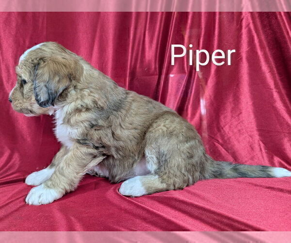 Medium Photo #7 Bernedoodle Puppy For Sale in CANON CITY, CO, USA