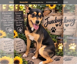 Rat Terrier Dogs for adoption in Benton, PA, USA