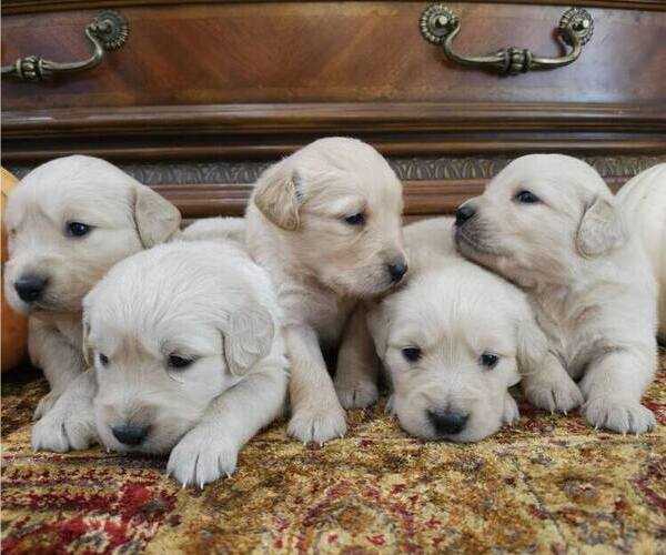 Medium Photo #2 English Cream Golden Retriever Puppy For Sale in SACRAMENTO, CA, USA