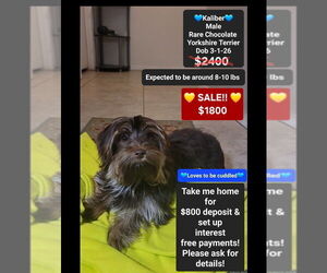 Yorkshire Terrier Puppy for sale in TUCSON, AZ, USA