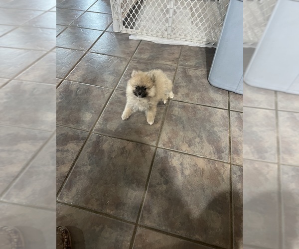 Medium Photo #3 Pomeranian Puppy For Sale in FORDLAND, MO, USA
