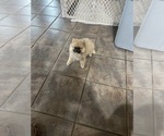 Small Photo #3 Pomeranian Puppy For Sale in FORDLAND, MO, USA