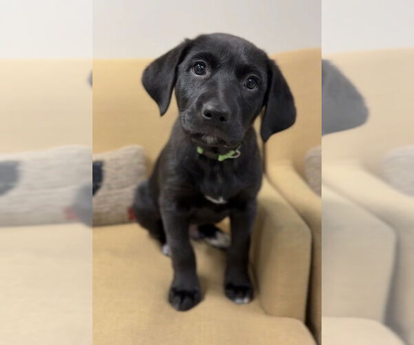 Medium Photo #1 Aussiedor Puppy For Sale in Bemidji, MN, USA