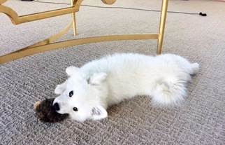 Medium American Eskimo Dog