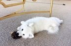 Small American Eskimo Dog