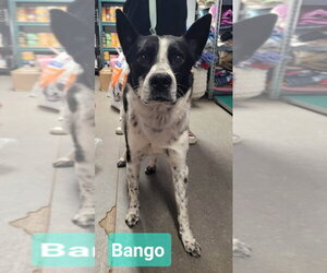 Banjo - Male Border Collie-Unknown Mix Dog for Adoption - Photo #3