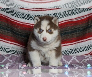 Siberian Husky Puppy for sale in FREDERICKSBG, OH, USA