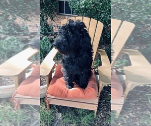 Goldendoodle Dog for Adoption in KELLER, Texas USA