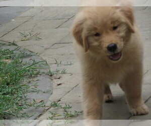 Golden Retriever Puppy for Sale in MECHANICSVILLE, Maryland USA