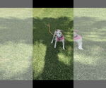Small #23 Catahoula Leopard Dog Mix