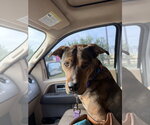 Small #2 German Shepherd Dog Mix