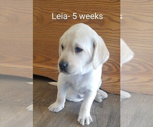 Labrador Retriever Puppy for sale in CATO, NY, USA