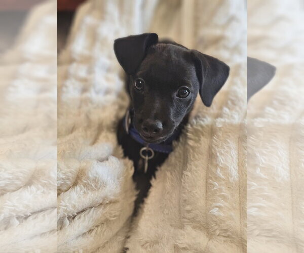 Medium Photo #1 Chihuahua-Unknown Mix Puppy For Sale in Lake Elsinore, CA, USA