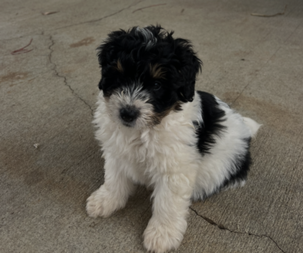 Medium Photo #3 Bernedoodle (Miniature) Puppy For Sale in SALUDA, SC, USA