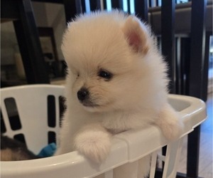 Medium Pomeranian