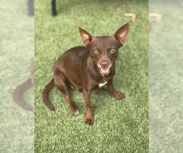 Medium Photo #3 Chihuahua-Unknown Mix Puppy For Sale in Princeton, MN, USA