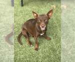 Small #2 Chihuahua Mix