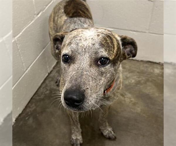 Medium Photo #1 Catahoula Leopard Dog-Unknown Mix Puppy For Sale in Rosenberg, TX, USA